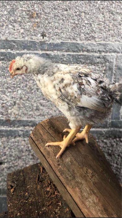 Курчата, Кури, Качки, Птиця.