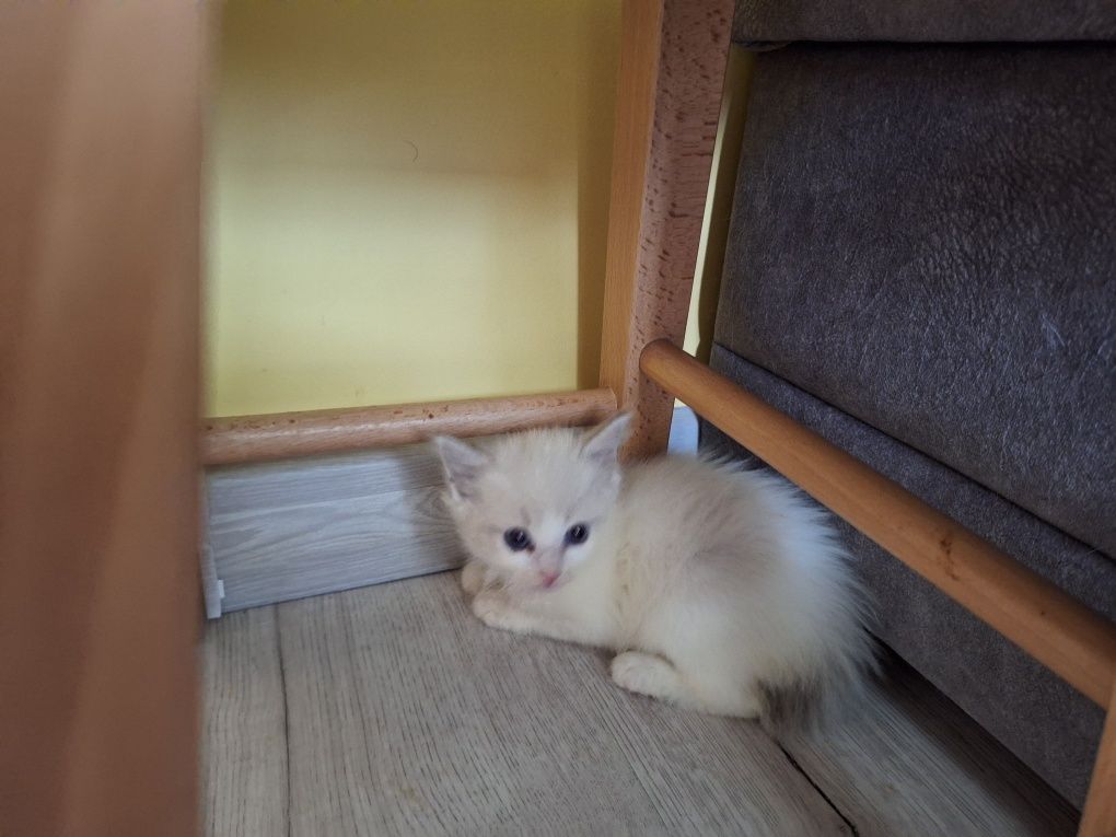 Ragdoll -dziewczynka blue bicolor gotowa do zmiany domkulynx