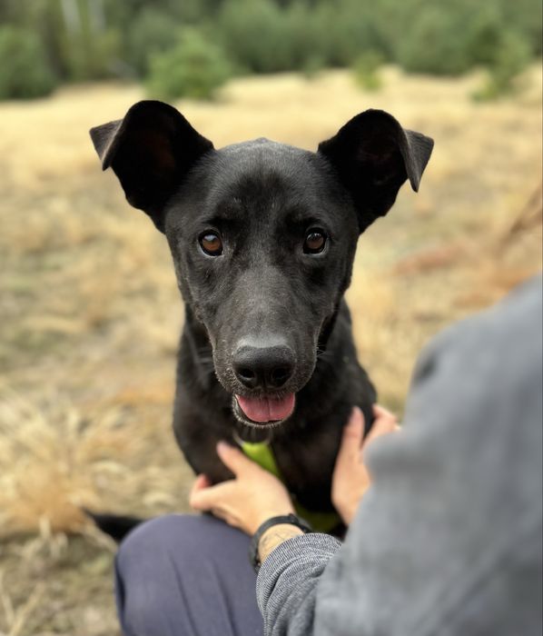 Batman w typie labradora szuka domu. Adoptuj!