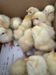 Ovos galados ou pintos Leghorn, Fénix e Sussex Light