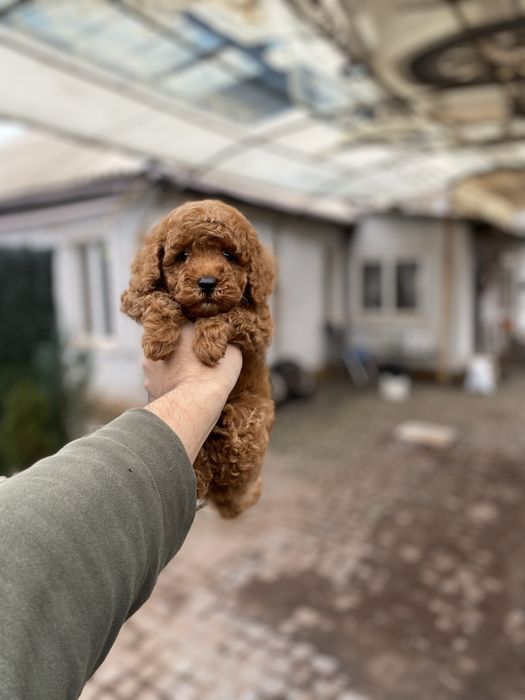 Мальтіпу цуценятка мальтіпушки