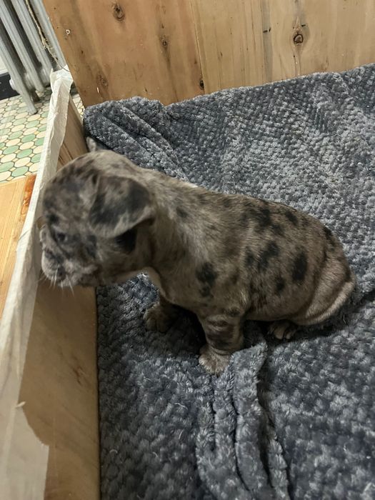 Buldogue francês merle macho