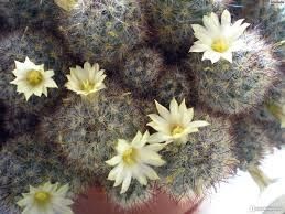 Кактус мамилярия