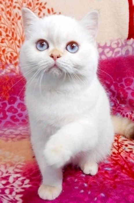 Чарівні плюшеві кошенята ведмежата чекають на Вас