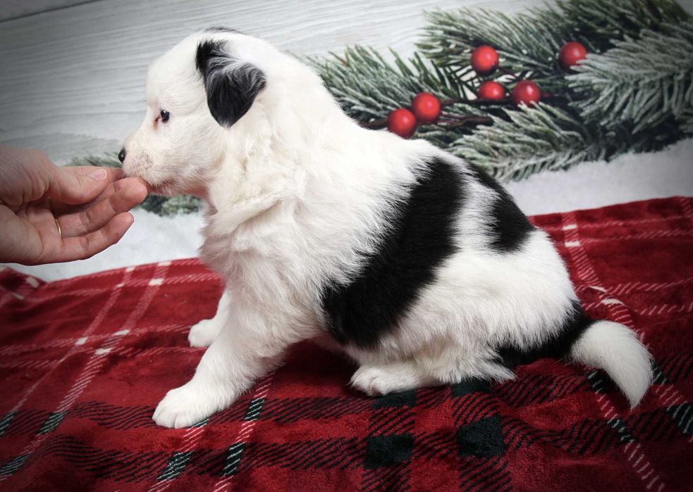 Border collie suczka czarno biała gotowa do odbioru