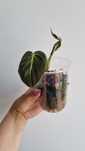 Philodendron Gloriosum bejbik nr2