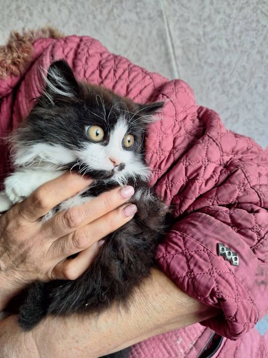 Кошенята безкоштовно