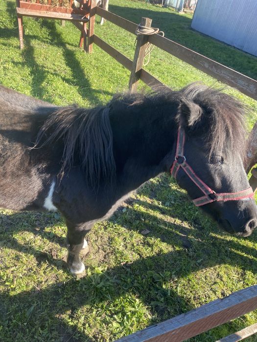 Sprzedam kucyka kucyki ogierek klaczka