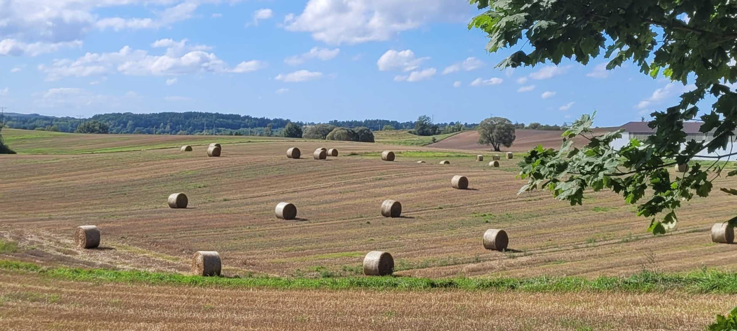 Domek letniskowy na wynajem