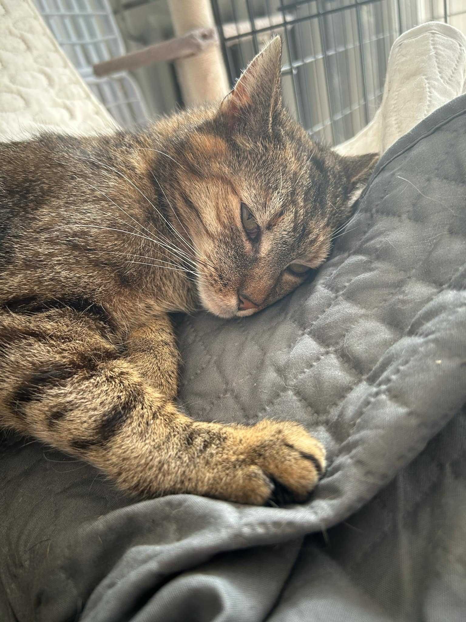 Śliczna Buba do adopcji