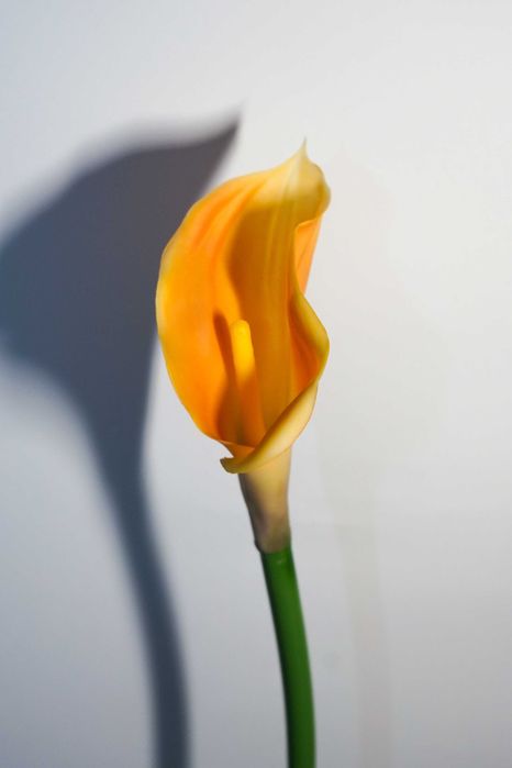 Kalia w kolorze żółto – pomarańczowym