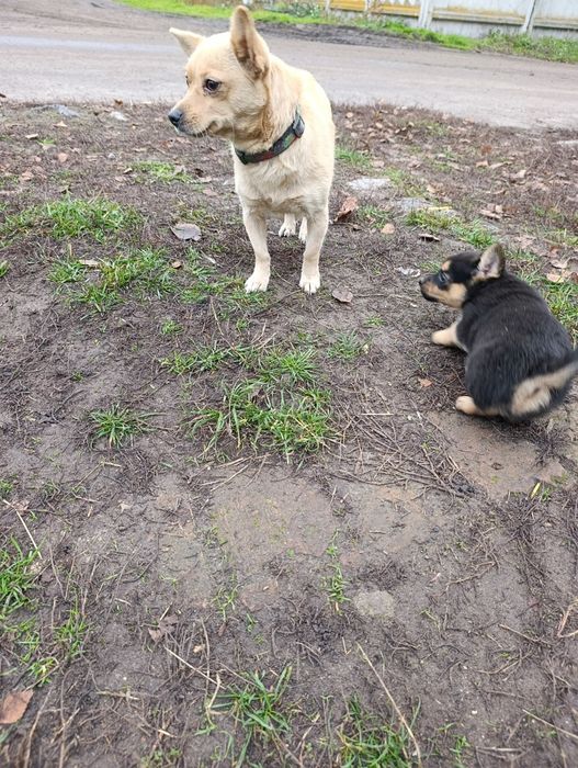 Цуценята щенки маленької породи