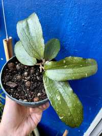 hoya erythrina Kedah Peak