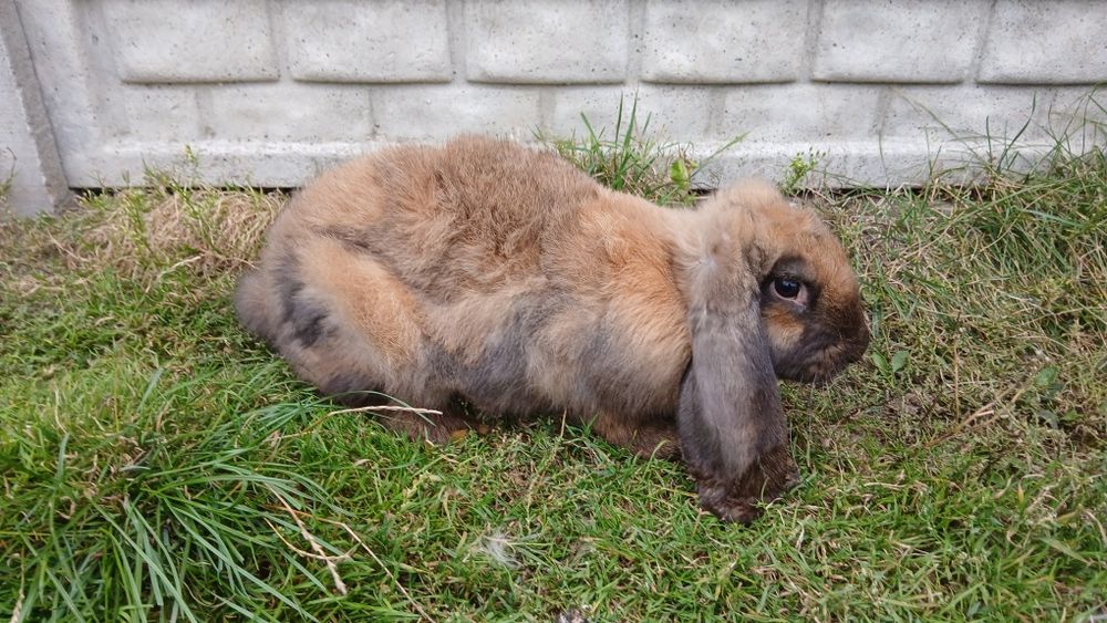 Króliki barany francuskie