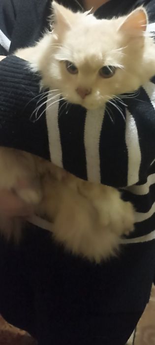 Персиковый пушистый кот/ кошка. Котенок бесплатно. Котята даром