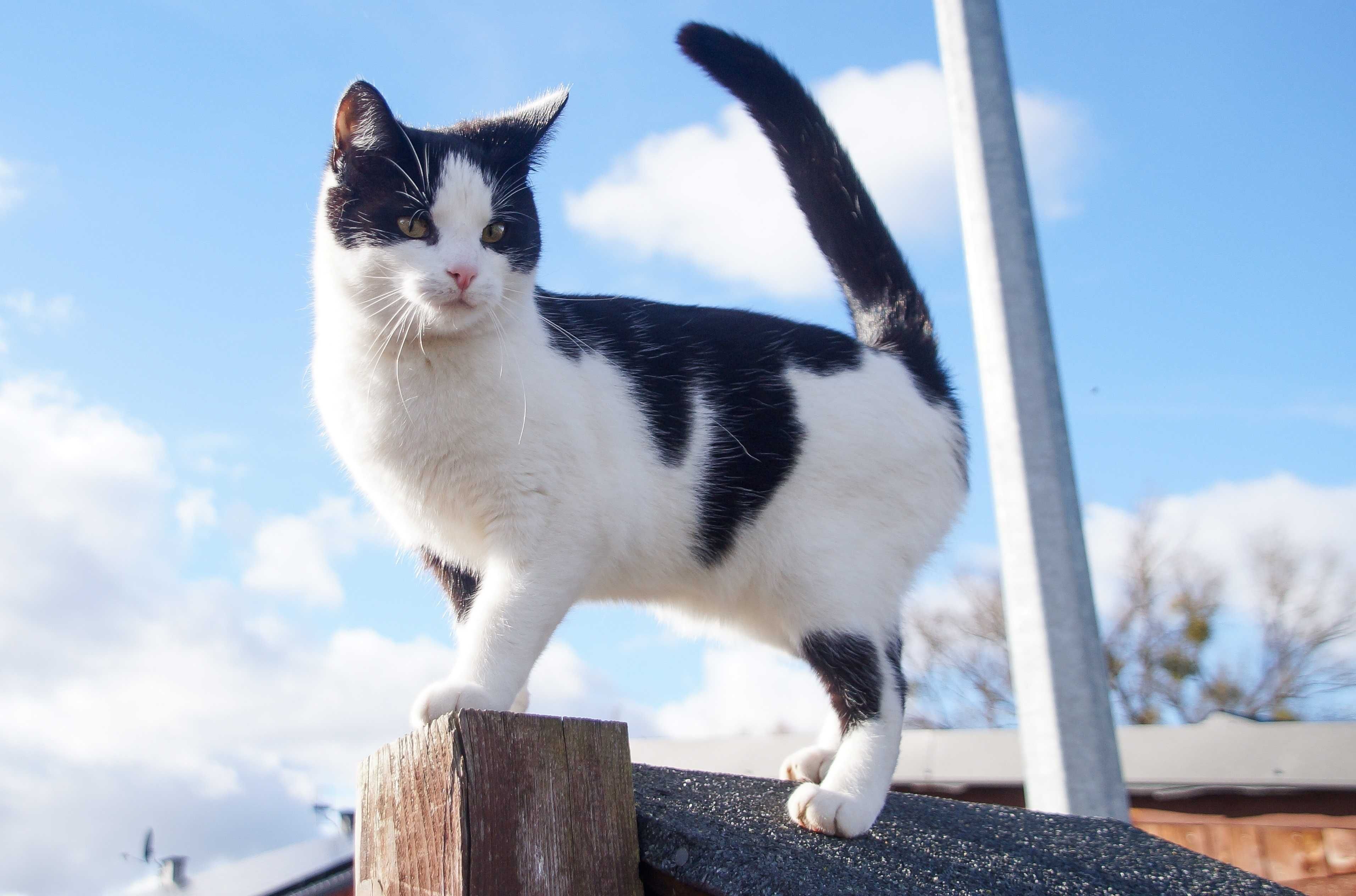 Czarno-biała kotka Reza poleca się do adopcji