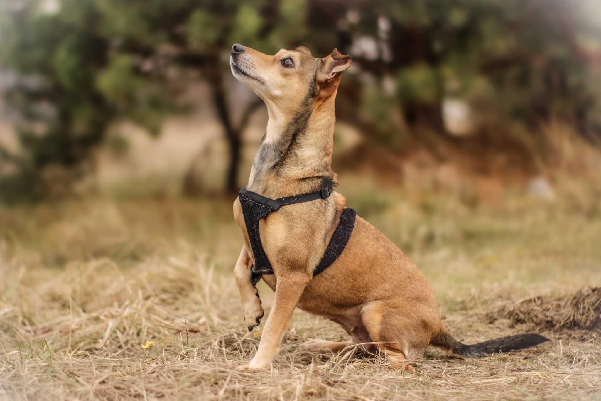 Neila ok.5 let.malutka, nakolankowa sunia do pilnej adopcji Dorcia Sav