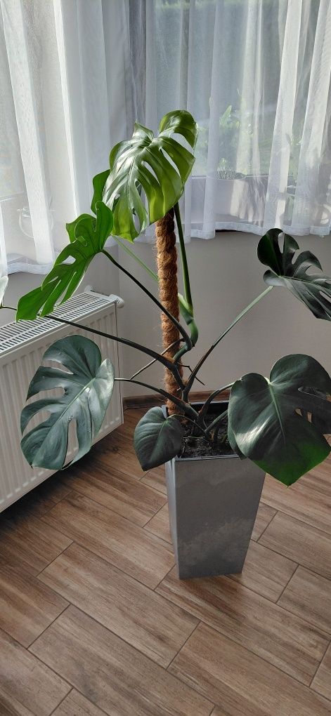 Monstera w doniczce