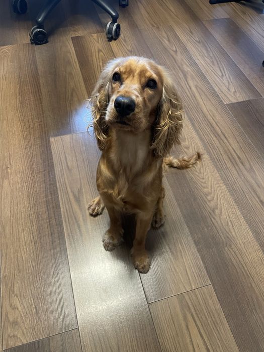 Cocker Spaniel Angielski suczka 1 rok oddam w dobre ręce