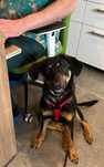 Molly z łańcucha do pilnej adopcji! W typie posokowca do adopcji
