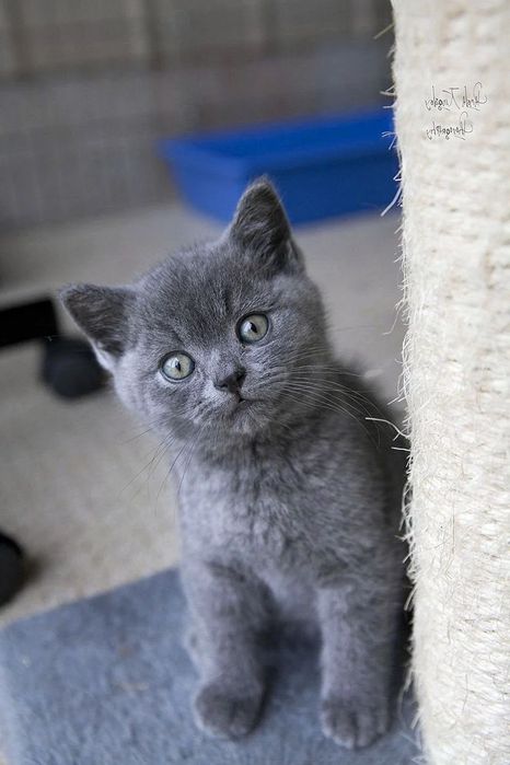 Плюшевые британские котята