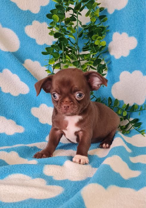 Estupendo mini mini Chocolatinho Chihuahua/Chiuaua de Qualidade