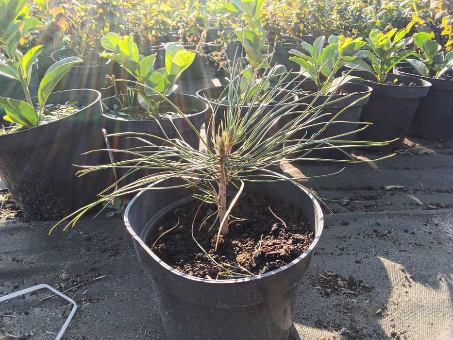 Гортензия.  Сосна кримська с2