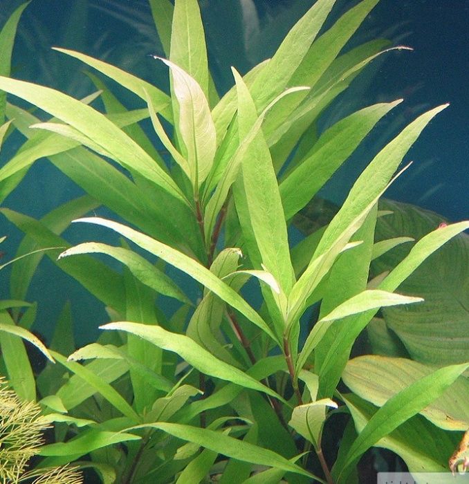 Hygrophila Siamensis – Planta aquática