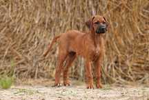 Suczka Rhodesian Ridgeback, szczenię KIBANDA