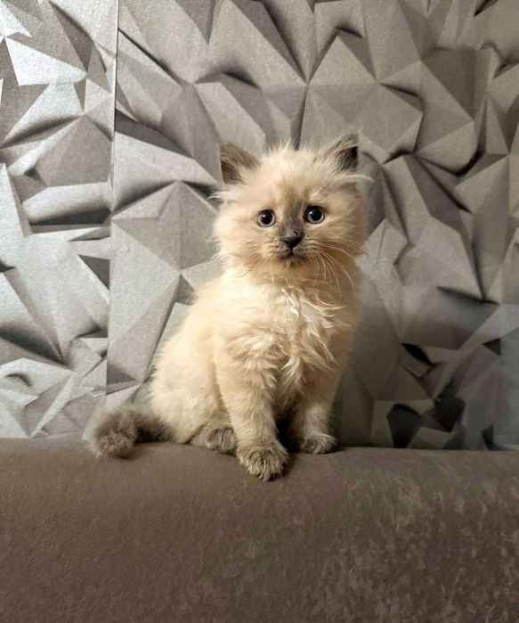 OSTATNI  Kocurek Syberyjski Neva Masquarade ROOWÓD dla ALERGIKÓW