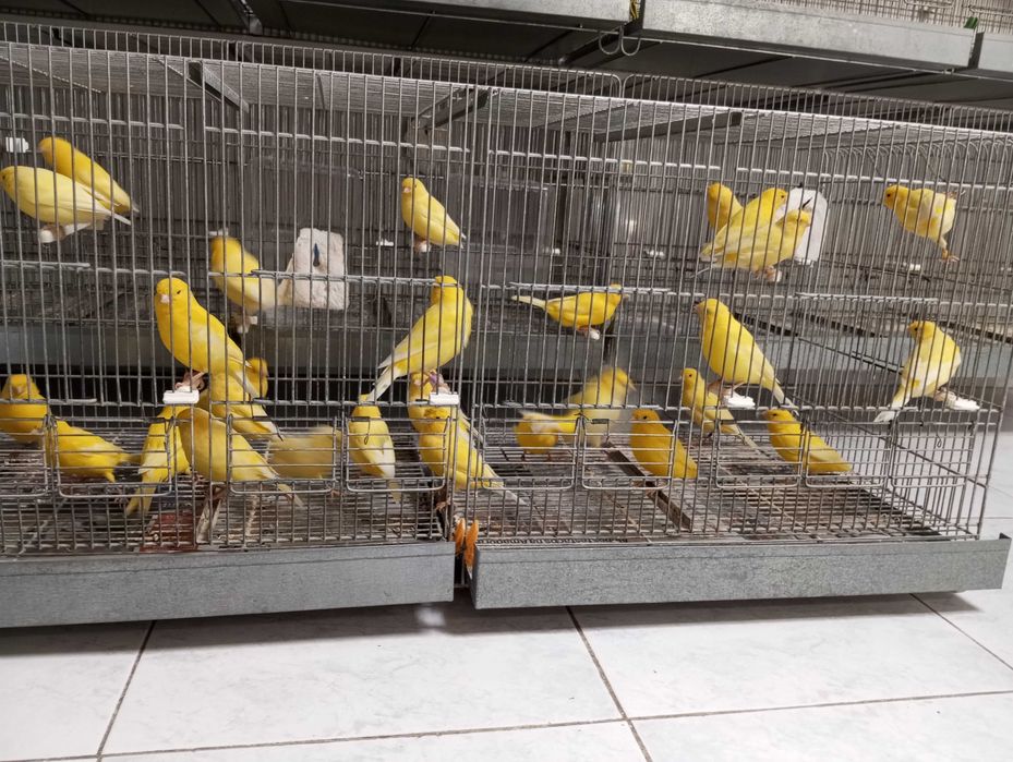 Canários Liliana amadora