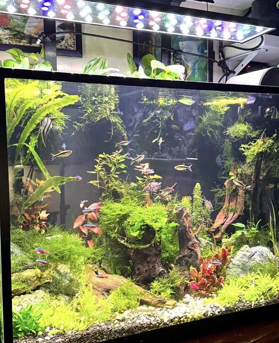 Lampa Power  Led 80 cm akwarium