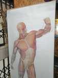 Mapa do corpo humano