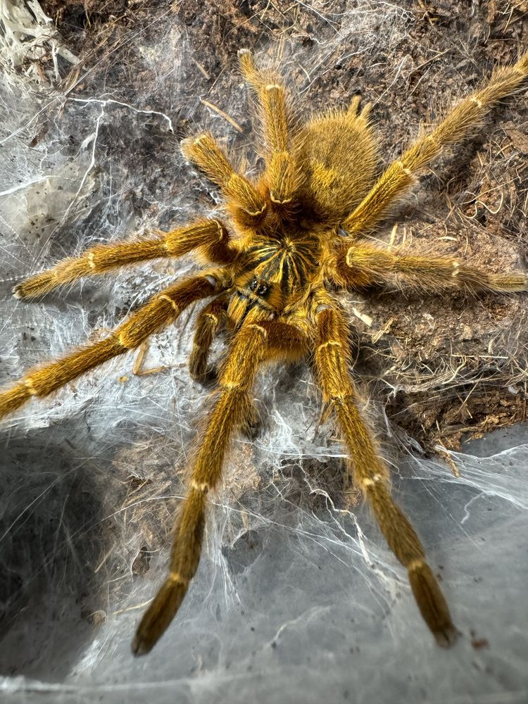 Pterinochilus murinus L5/6
