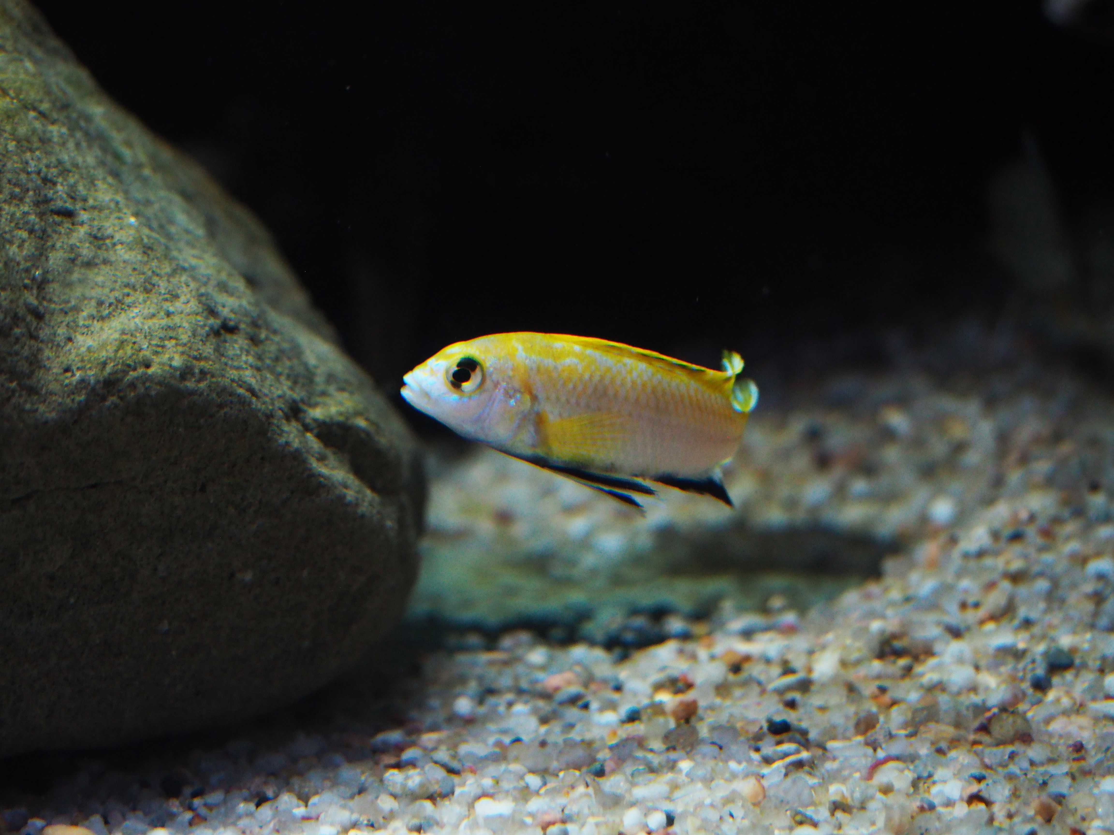 Labidochromis sp perlmutt Higga Reef pyszczaki Malawi World