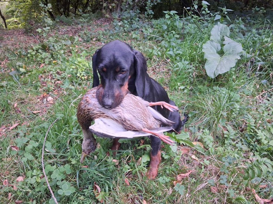 Gończy Polski Szczeniak