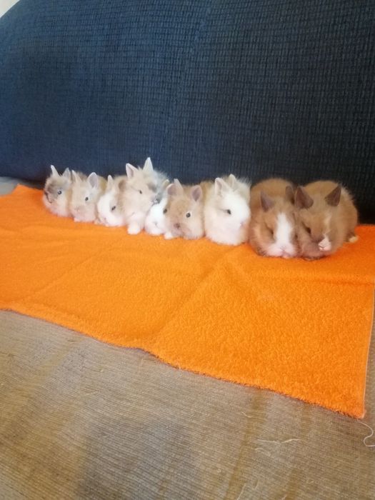 Króliczek karzełek Teddy