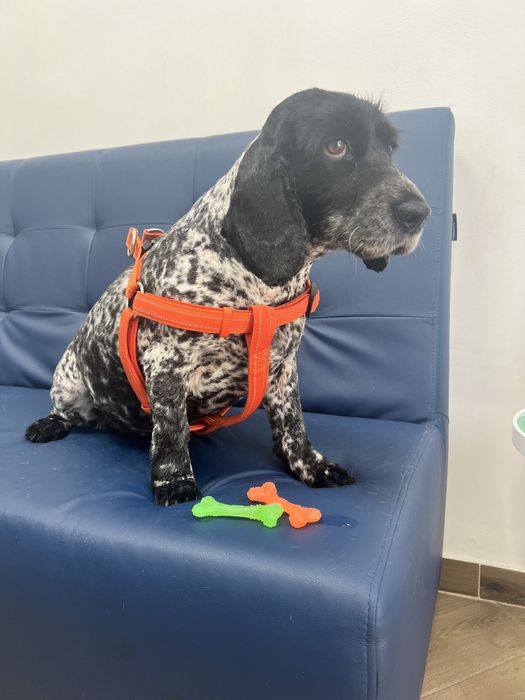 Груминг,грумінг,грумер,стрижка собак и кошек