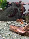 Peixe ancistrus juvenis