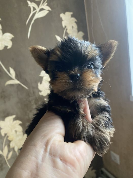 Продажа щенков йорков .