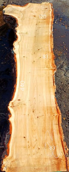 Monolit topola na stół lub do kuchni jako wyspa