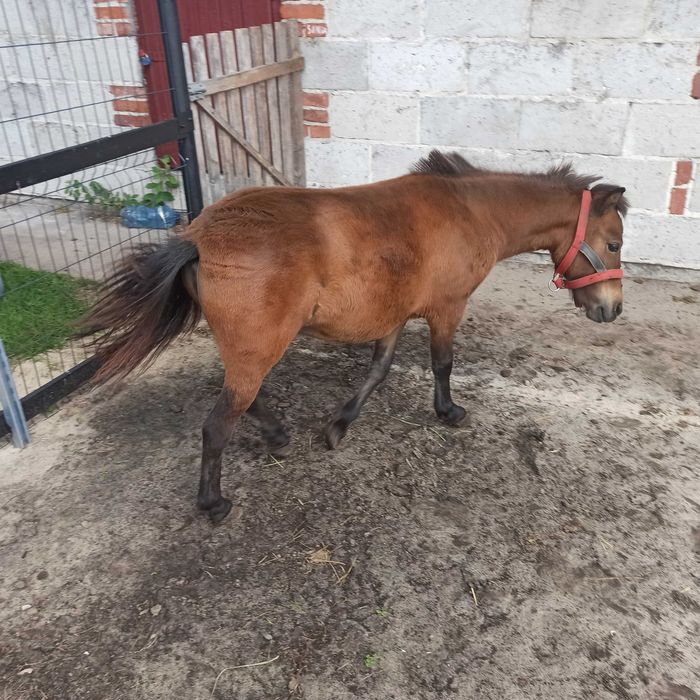 Kuc  5 miesięcy bardzo ładna Klaczka Paszport