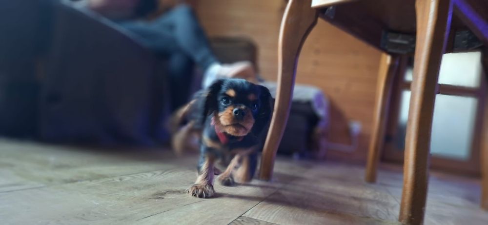 Cavalier King Charles Spaniel FCI, czarno podpalana piesek
