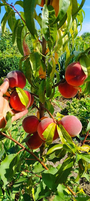 Обрізка дерев. Чистка туй