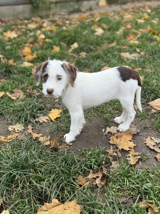 Szczeniak Reksio do adopcji