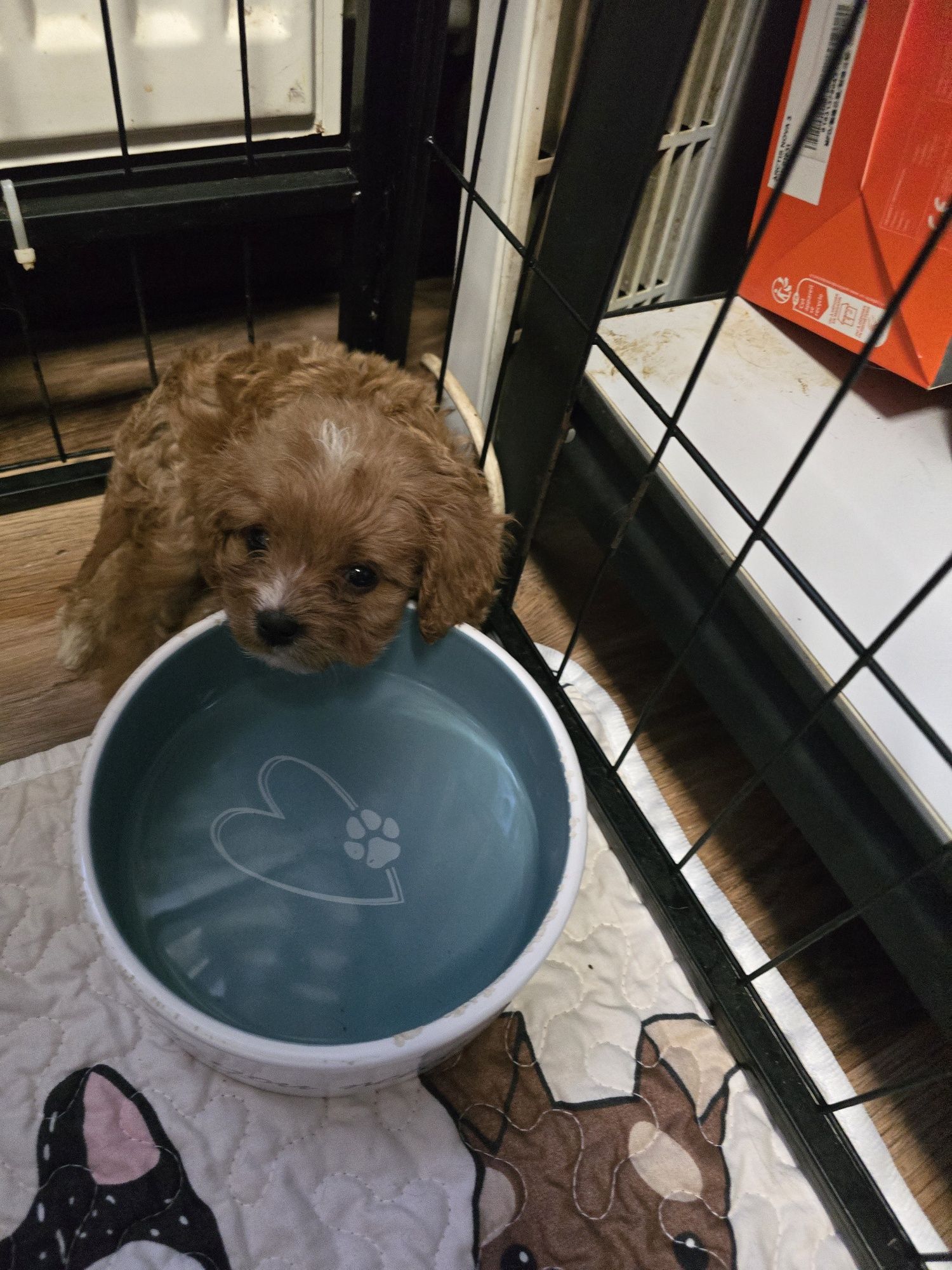 Śliczna Suczka cavapoo