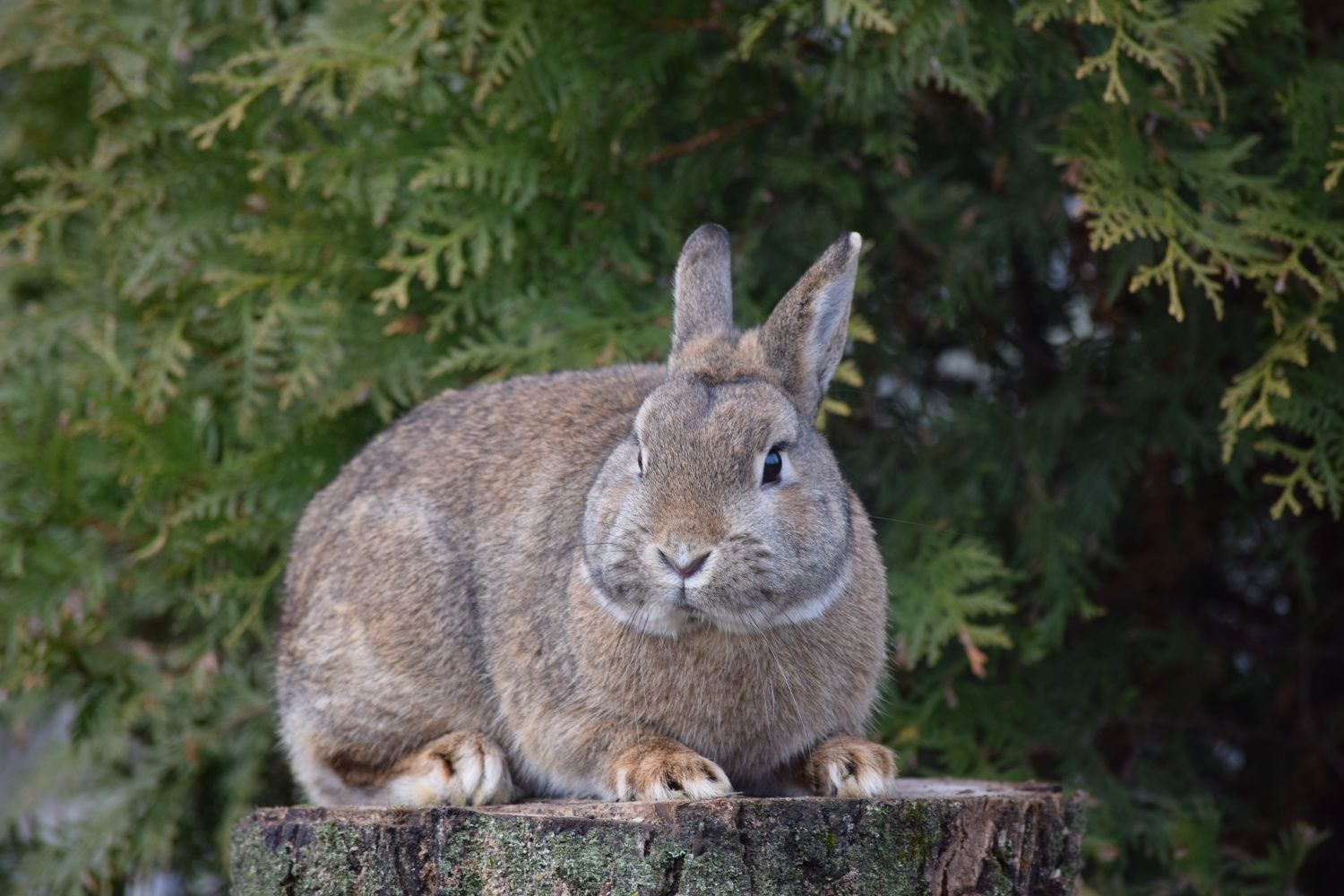 Króliczek Karzełek Niderlandzki, Mini Lop, Karzełek Teddy hodowla