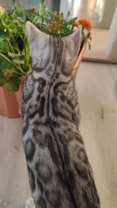 Bengal silver hodowlany – koci diament w srebrnym futrze