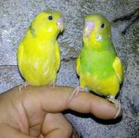 Молоденькие волнистые попугаи