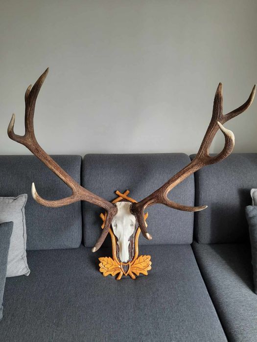 Poroże jelenia stan bardzo dobry